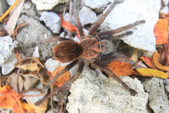 Phormictopus cancerides