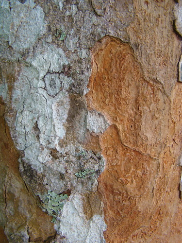 Paubrasilia echinata