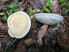 Microporellus dealbatus