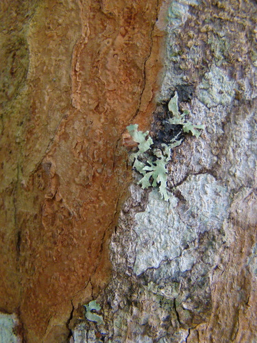 Paubrasilia echinata