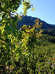 Sorbus aucuparia