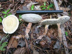 Microporellus dealbatus