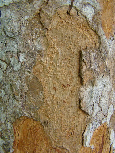Paubrasilia echinata