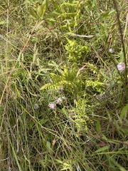 Polygala cruciata