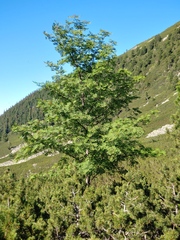 Sorbus aucuparia
