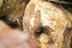 Erebia epiphron