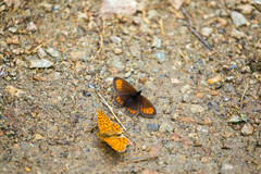 Erebia epiphron
