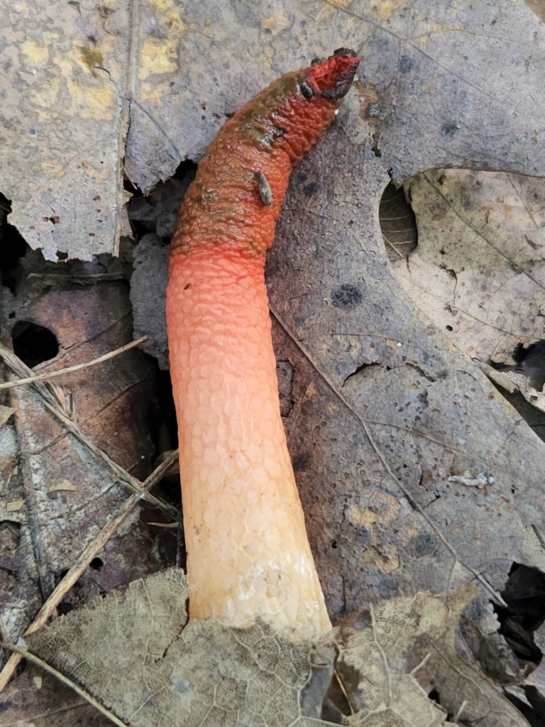 devil's dipstick from Eckerty, IN 47116, USA on August 11, 2022 at 05: ...