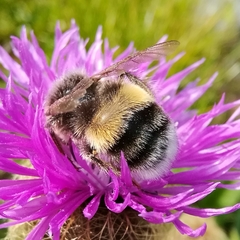 Bombus