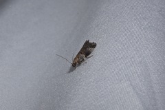 Acrobasis caliginella