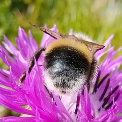 Bombus
