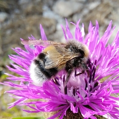 Bombus