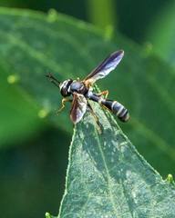 Physocephala marginata