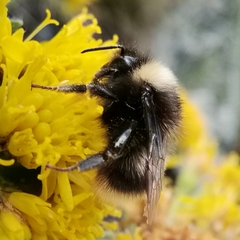 Bombus
