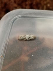 Blastobasis adustella