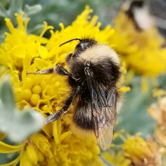 Bombus
