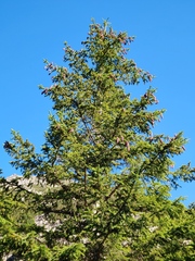 Picea abies