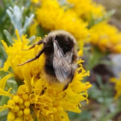Bombus