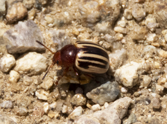 Leptinotarsa peninsularis