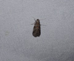 Acrobasis caliginella