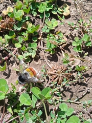 Bombus rufofasciatus