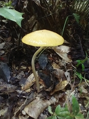 Hymenopellis sinapicolor