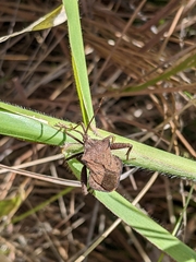 Acroelytrum muricatum