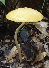 Hymenopellis sinapicolor