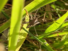 Acroelytrum muricatum