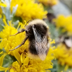 Bombus