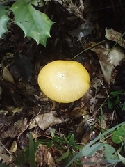 Hymenopellis sinapicolor