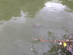 Trachemys scripta elegans
