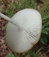 Hymenopellis sinapicolor