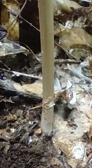 Hymenopellis sinapicolor