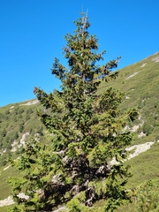 Picea abies