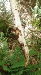 Hymenopellis sinapicolor