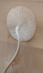 Hymenopellis sinapicolor