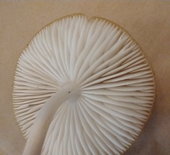 Hymenopellis sinapicolor
