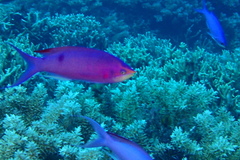 Mirolabrichthys pascalus