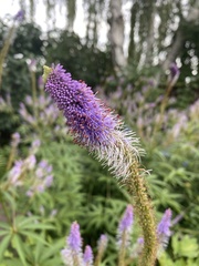 Veroniceae