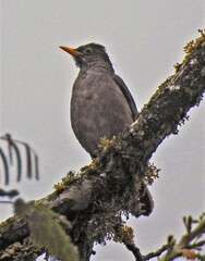 Turdus nigriceps