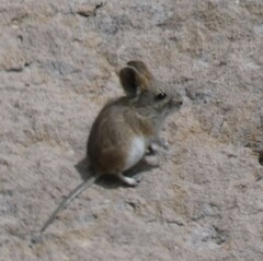 Auliscomys boliviensis