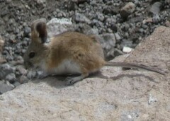 Auliscomys boliviensis