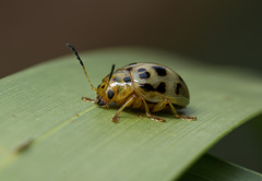 Coleoptera