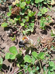 Bombus rufofasciatus
