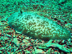 Dagetichthys marginatus