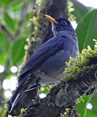 Turdus nigriceps