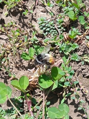 Bombus rufofasciatus