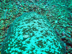 Dagetichthys marginatus