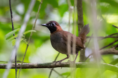 Formicarius moniliger